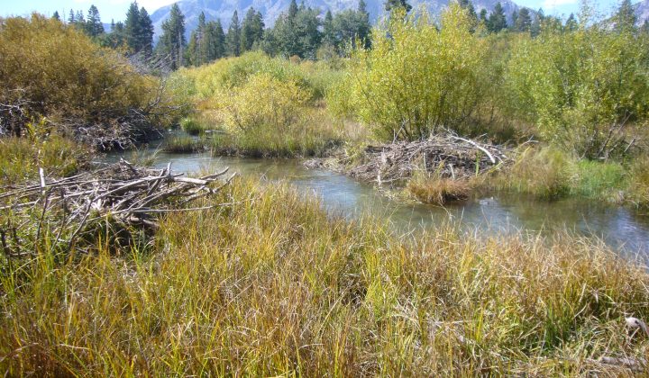 Beavers Transform California Landscape into Climate-Resilient Hub